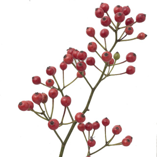 生態園で薬になる植物を観察しよう