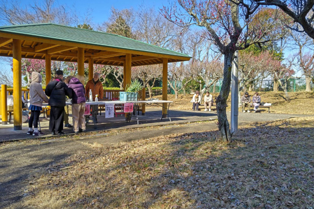 梅見の会／千葉県立印旛沼公園