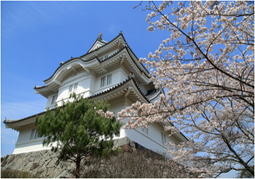 桜の名所／大多喜城周辺