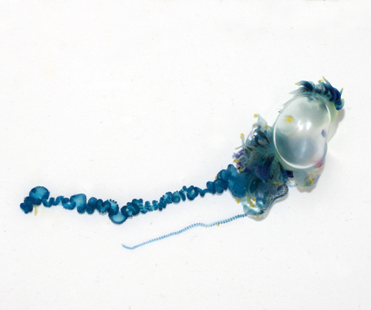 カツオノエボシ