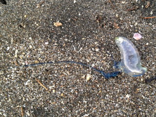 砂浜に打ち上げられたカツオノエボシ