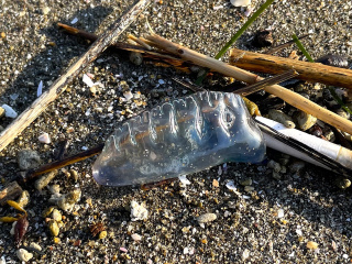 砂浜に打ち上げられたカツオノエボシ