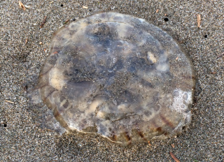 砂浜に打ち上げられたアカクラゲ