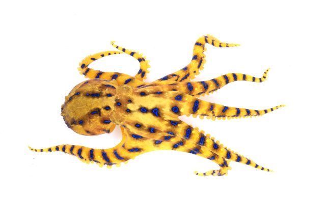 ヒョウモンダコ