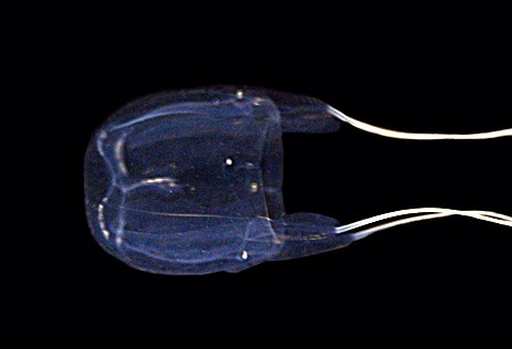 アンドンクラゲ