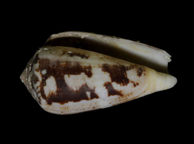 ベッコウイモガイ