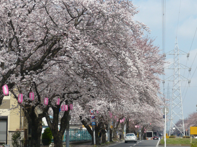 第42回 六実桜まつり／六高台さくら通り