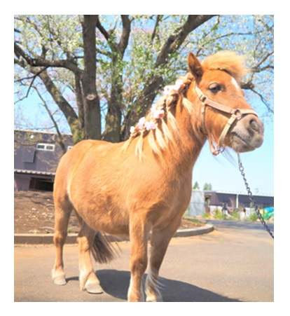 2026年5月のイベント／ふなばしメグスパ