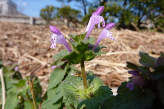 春の里の生きもの