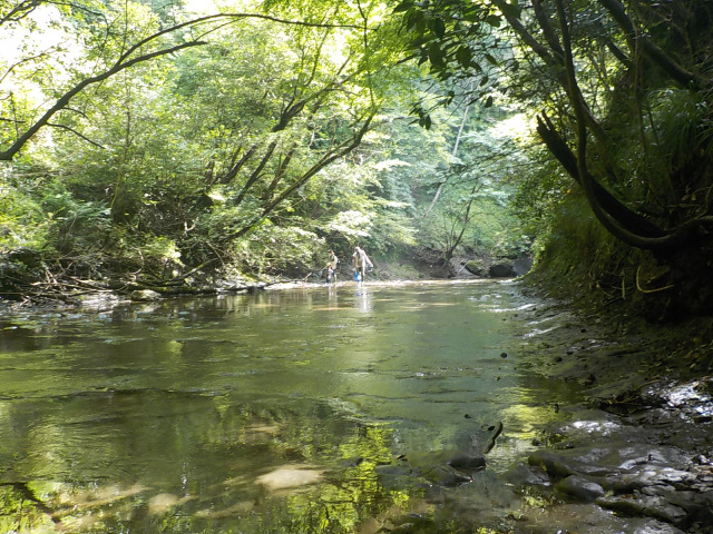 川の生き物観察会／千葉県立清和県民の森