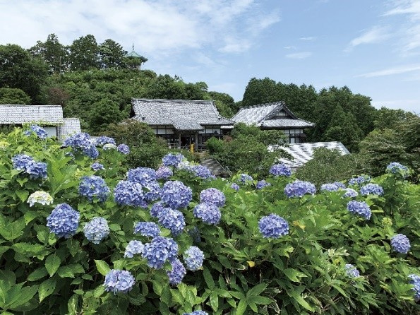 季節の花「あじさい」／麻綿原高原