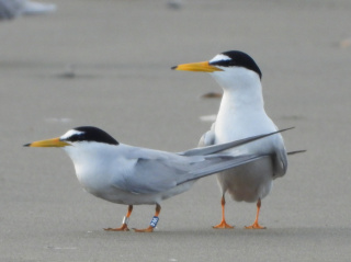 砂浜の鳥を観察しよう