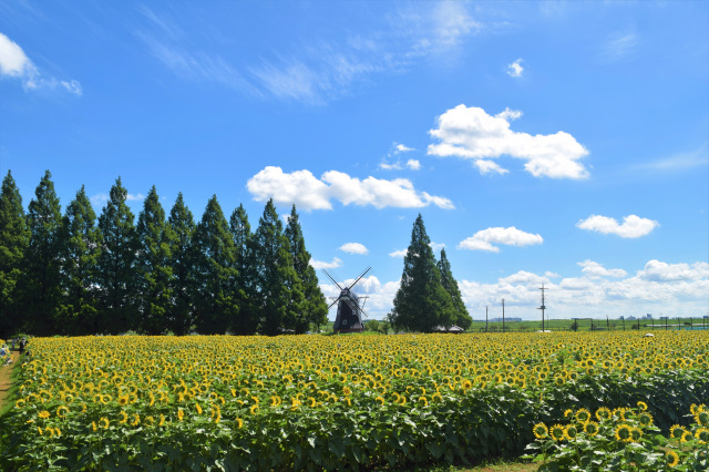 ７月のイベント／あけぼの山農業公園