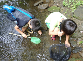 川の生きもの（8月）