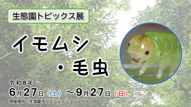 生態園トピックス展　イモムシ・毛虫／千葉県立中央博物館