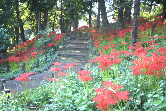 季節の花「ヒガンバナ」／あけぼの山農業公園　