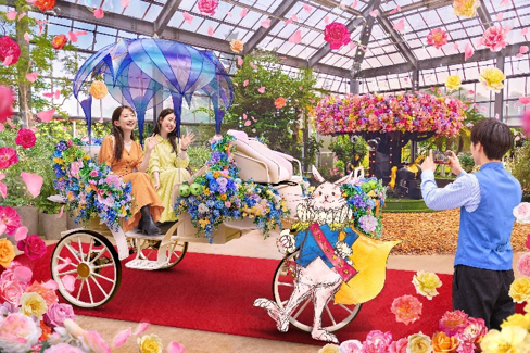 白うさぎのロイヤル インビテーション／京成バラ園