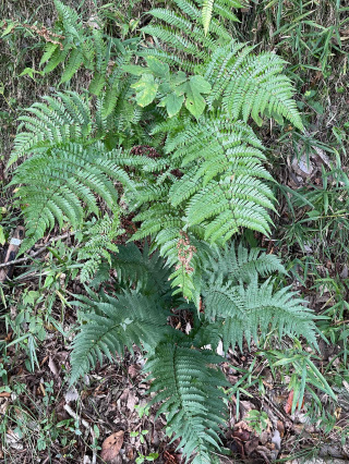 シダ植物を観察してみよう