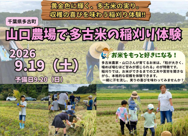 多古米の稲刈り体験／山口農場