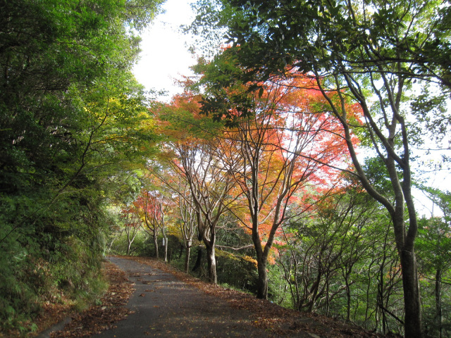 紅葉・新そばハイキング／内浦山県民の森