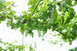 下田圃場-SHIMODA VINEYARD-