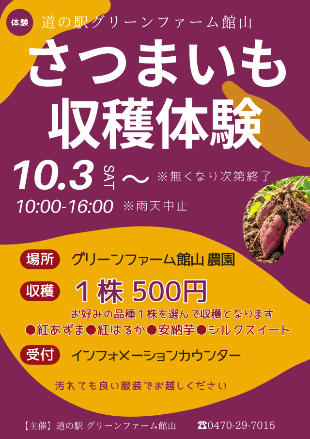 さつまいも収穫体験／道の駅グリーンファーム館山