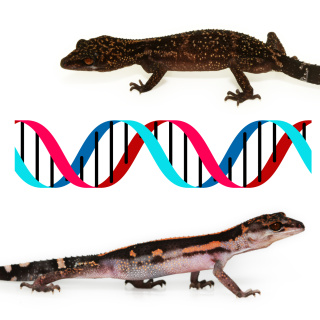 きみの名は？　よく似た生物を遺伝子で見分けよう