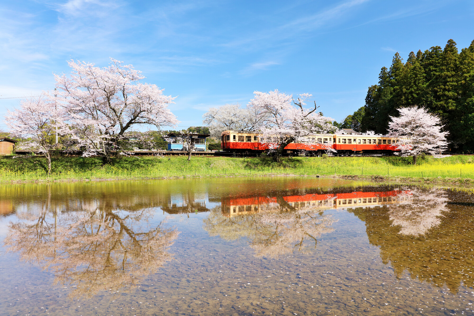 小湊鐵道の桜